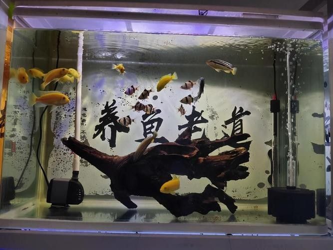 倉龍魚長什么樣子圖片