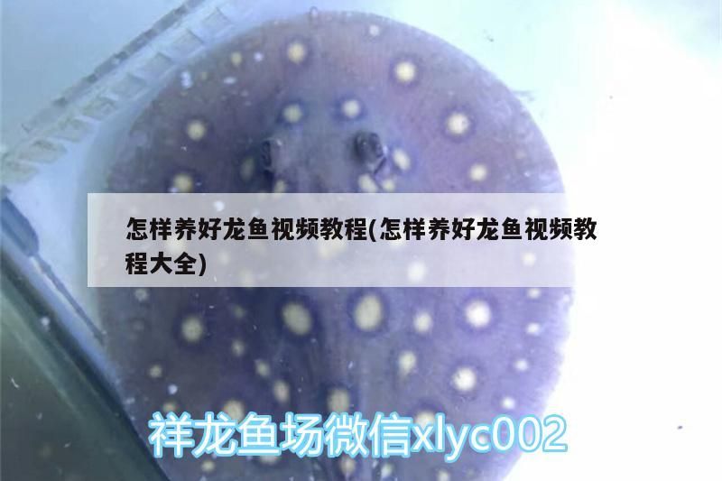 怎樣養(yǎng)好龍魚視頻教程(怎樣養(yǎng)好龍魚視頻教程大全) 怎樣養(yǎng)好龍魚視頻教程(怎樣養(yǎng)好龍魚視頻教程大全) 觀賞魚百科