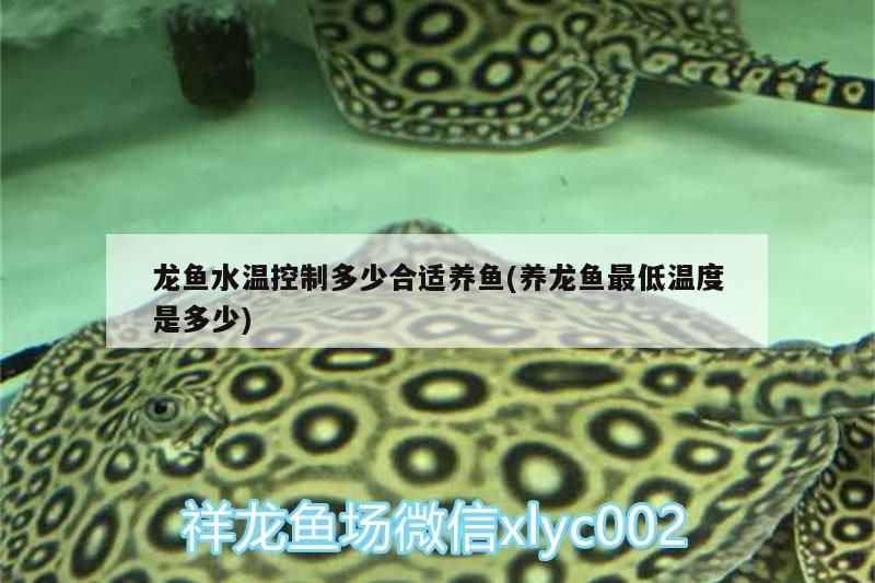 龍魚水溫控制多少合適養魚(養龍魚最低溫度是多少)