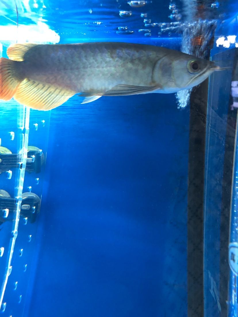 求大神進(jìn)來幫看看這眼睛