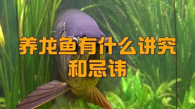 養龍魚的吉利口訣 養龍魚的吉利口訣 觀賞魚百科 第4張