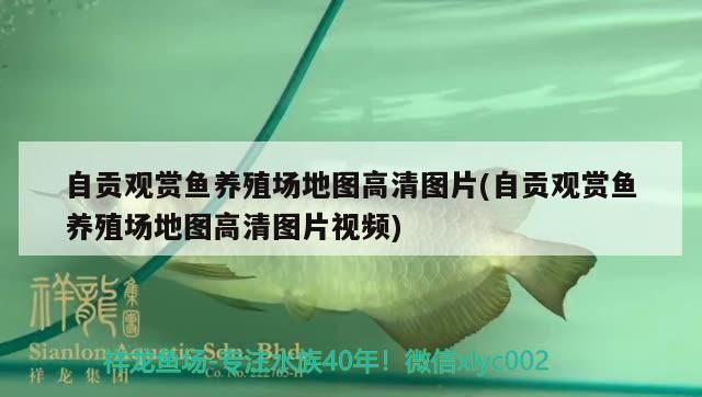 自貢觀賞魚養殖場地圖高清圖片(自貢觀賞魚養殖場地圖高清圖片視頻)