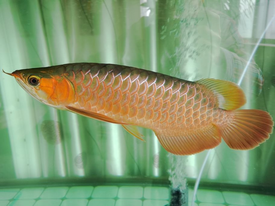 龍魚的級(jí)別及價(jià)格（ 龍魚的級(jí)別及價(jià)格表）