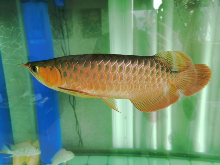 龍魚的級(jí)別及價(jià)格（ 龍魚的級(jí)別及價(jià)格表）