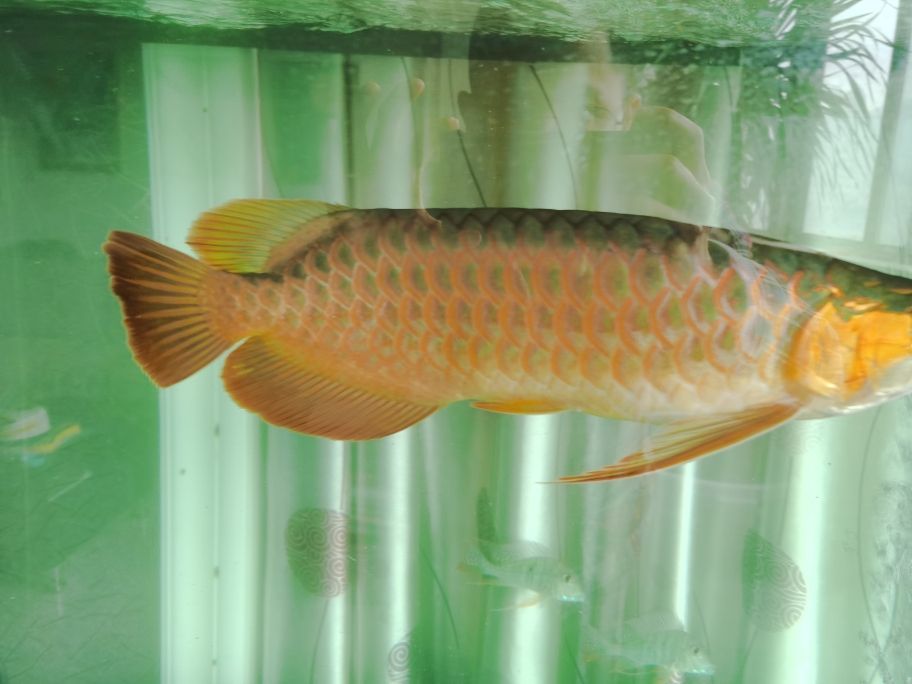 龍魚的級別及價格（ 龍魚的級別及價格表）