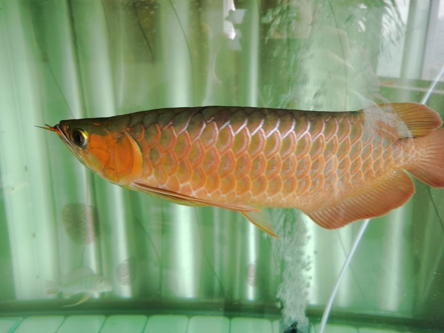 龍魚的級(jí)別及價(jià)格（ 龍魚的級(jí)別及價(jià)格表）