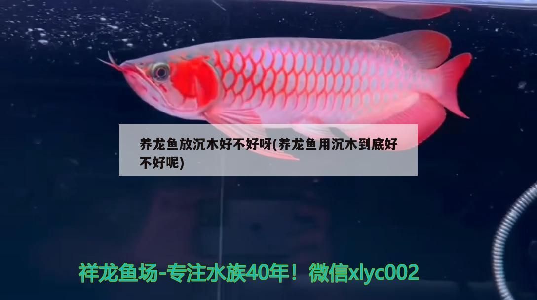 養(yǎng)龍魚放沉木好不好呀(養(yǎng)龍魚用沉木到底好不好呢) 養(yǎng)龍魚放沉木好不好呀(養(yǎng)龍魚用沉木到底好不好呢) 觀賞魚百科