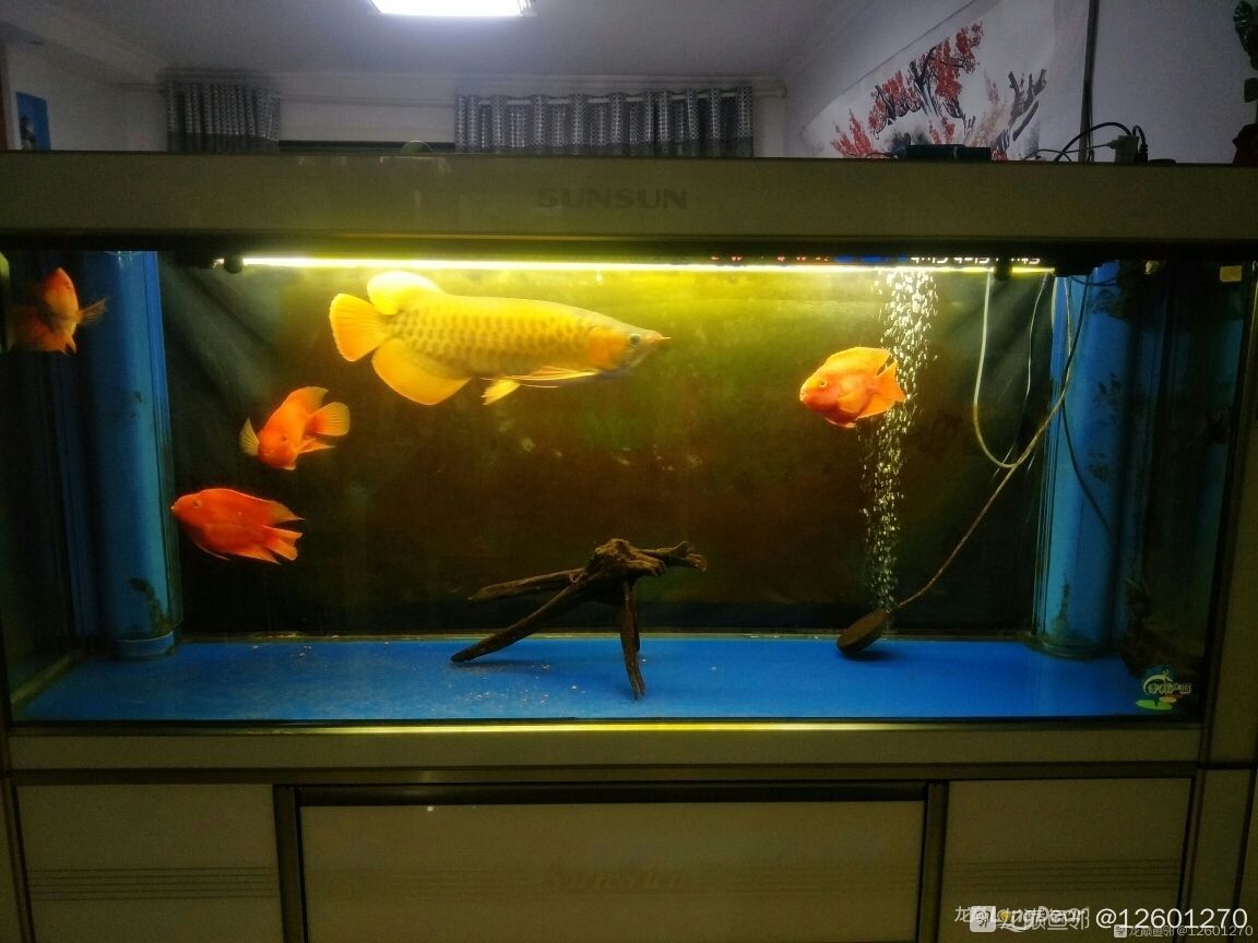 鸚鵡魚飼養的一些個人經驗 鸚鵡魚飼養的一些個人經驗 觀賞魚百科 第1張