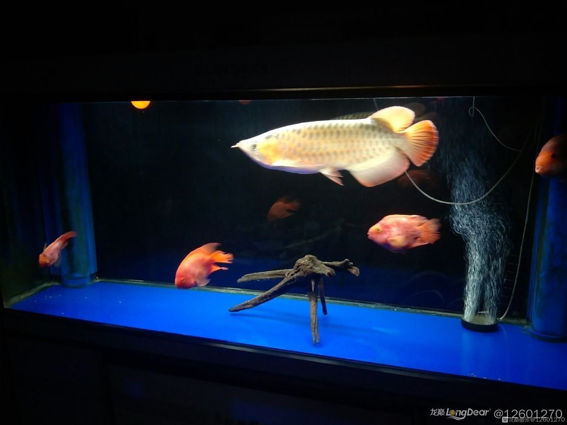 鸚鵡魚飼養的一些個人經驗 鸚鵡魚飼養的一些個人經驗 觀賞魚百科 第2張