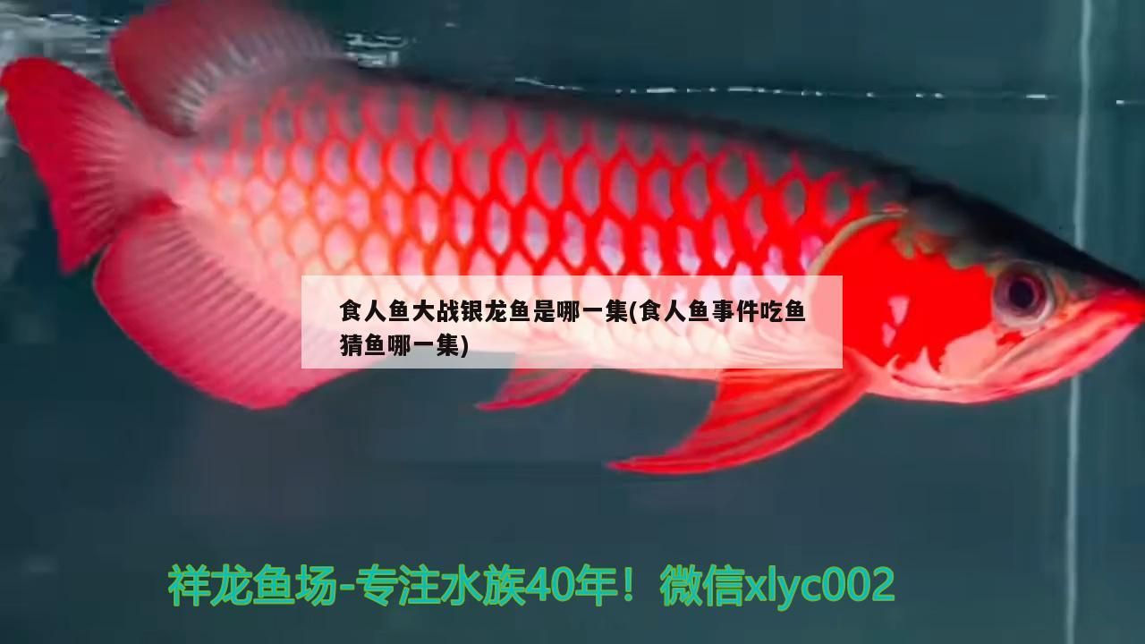 食人魚大戰(zhàn)銀龍魚是哪一集(食人魚事件吃魚猜魚哪一集) 食人魚大戰(zhàn)銀龍魚是哪一集(食人魚事件吃魚猜魚哪一集) 觀賞魚百科