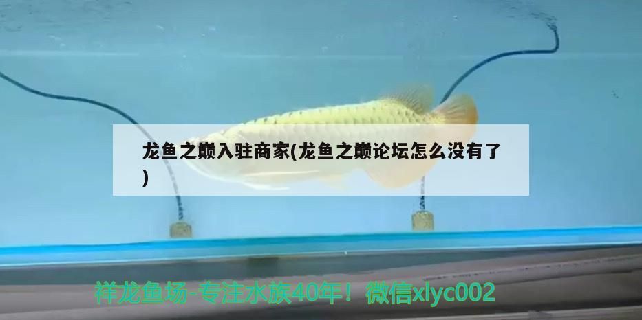 龍魚之巔入駐商家(龍魚之巔論壇怎么沒有了) 龍魚之巔入駐商家(龍魚之巔論壇怎么沒有了) 觀賞魚百科