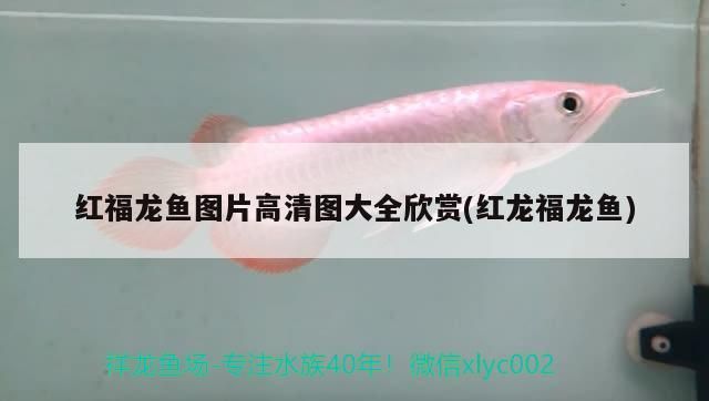 紅福龍魚圖片高清圖大全欣賞(紅龍福龍魚) 紅福龍魚圖片高清圖大全欣賞(紅龍福龍魚) 觀賞魚百科
