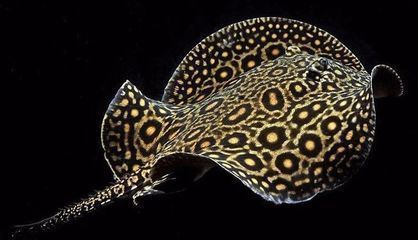 金龍魚評價內容:金龍魚在市場上享有較高的聲譽 觀賞魚百科 第1張 金龍魚評價內容:金龍魚在市場上享有較高的聲譽 金龍魚評價內容:金龍魚在市場上享有較高的聲譽 觀賞魚百科 第1張