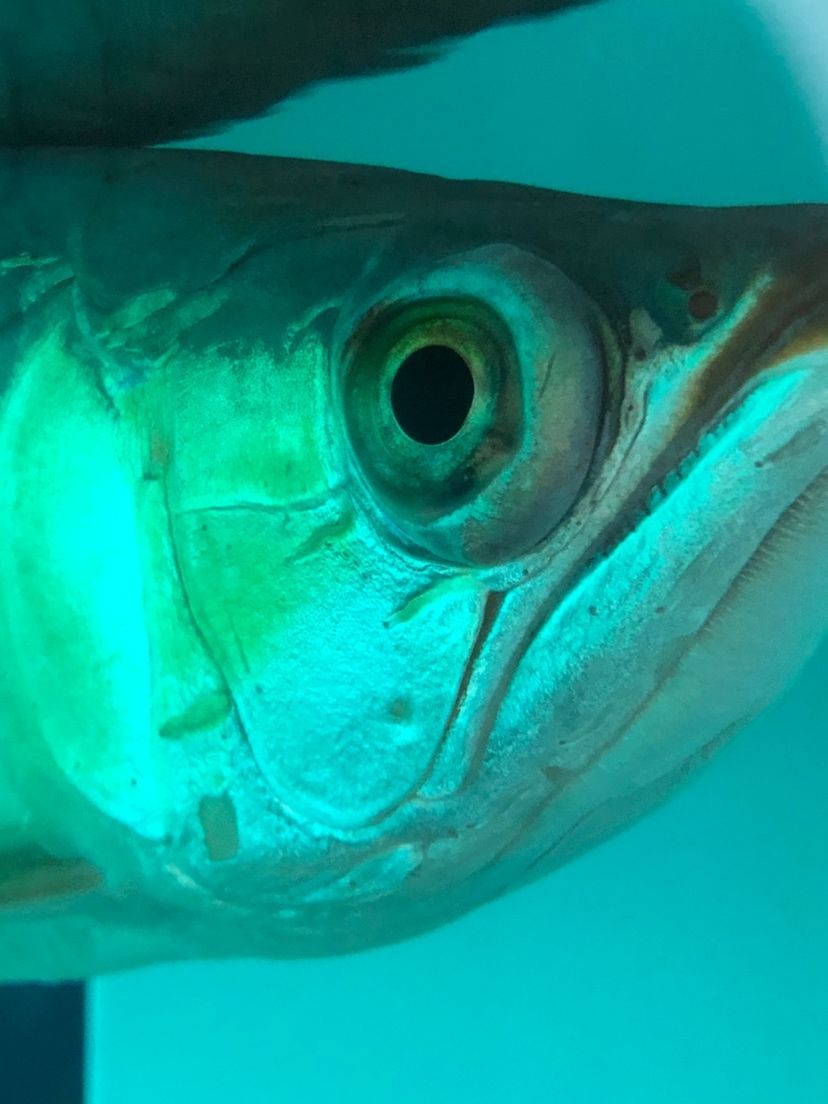 龍魚凸眼怎么治療等 龍魚凸眼怎么治療等 觀賞魚百科 第2張