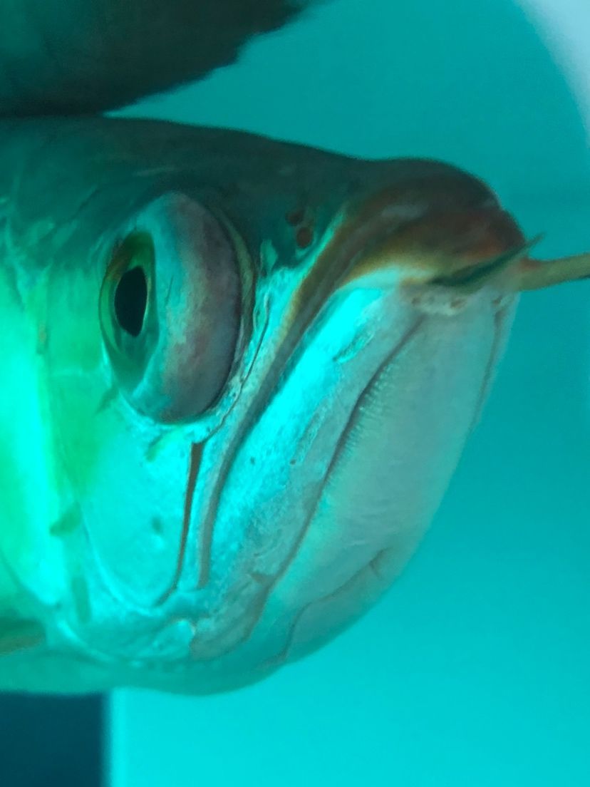 龍魚凸眼怎么治療等 龍魚凸眼怎么治療等 觀賞魚百科 第3張