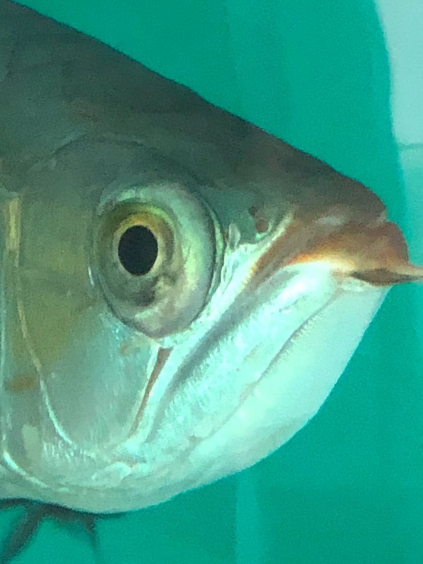 龍魚凸眼怎么治療等 龍魚凸眼怎么治療等 觀賞魚百科 第4張