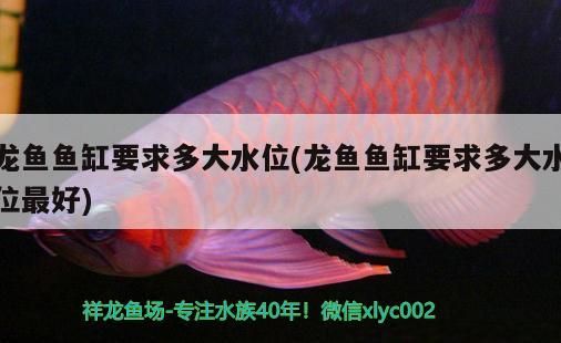 錦鯉魚 龍魚魚缸要求多大水位(龍魚魚缸要求多大水位最好) 觀賞魚百科 龍魚魚缸要求多大水位(龍魚魚缸要求多大水位最好) 龍魚魚缸要求多大水位(龍魚魚缸要求多大水位最好) 觀賞魚百科