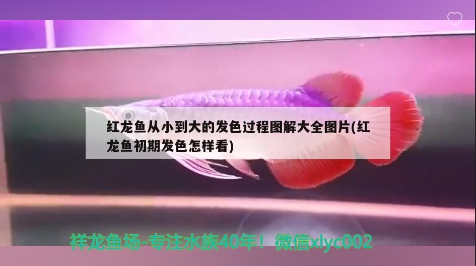 紅龍魚從小到大的發(fā)色過程圖解大全圖片(紅龍魚初期發(fā)色怎樣看)