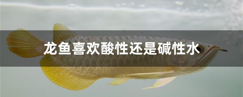 淘寶上的龍魚(yú)能買(mǎi)嗎（淘寶上的龍魚(yú)能買(mǎi)嗎安全嗎）