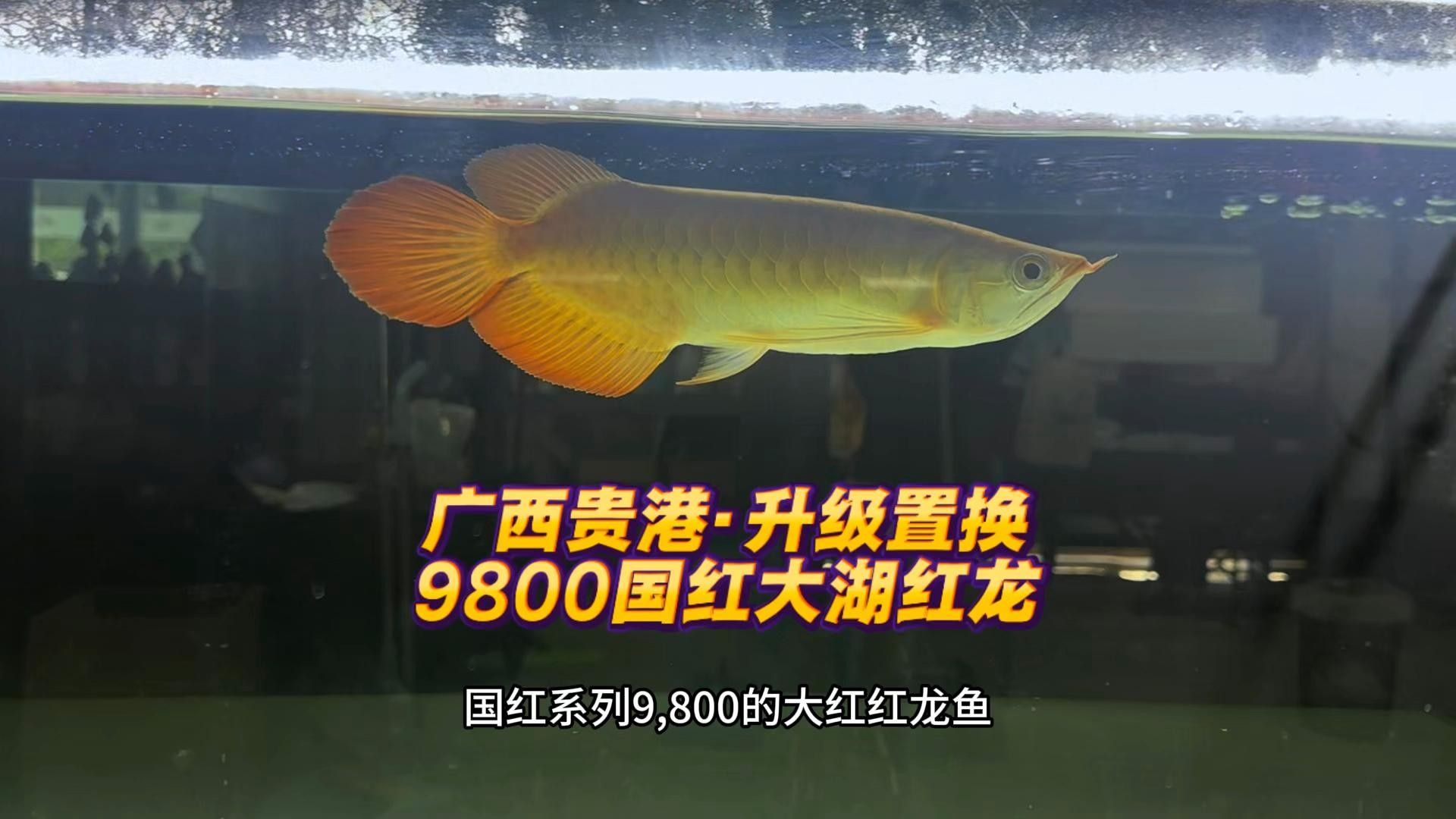貴港紅龍魚
