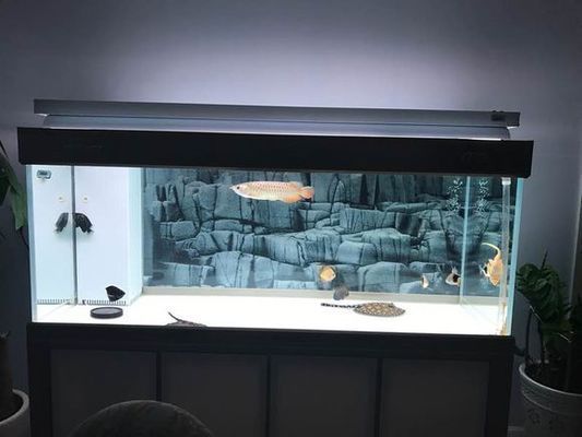 如何治療龍魚水霉病的方法（如何治療龍魚水霉病的方法視頻）