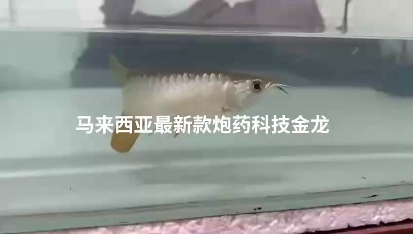 馬來西亞最新款泡藥科技韭菜金龍