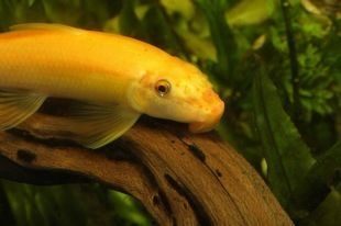 世界上最大龍魚(yú)排名（世界上最大龍魚(yú)排名前十）