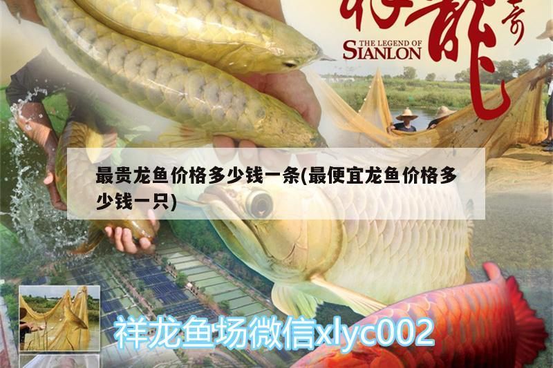 最貴龍魚價格多少錢一條(最便宜龍魚價格多少錢一只)