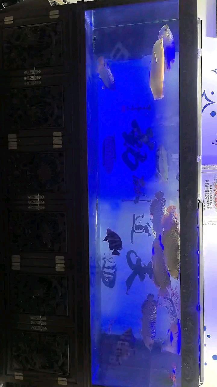 打卡長明虎 打卡長明虎 龍魚論壇