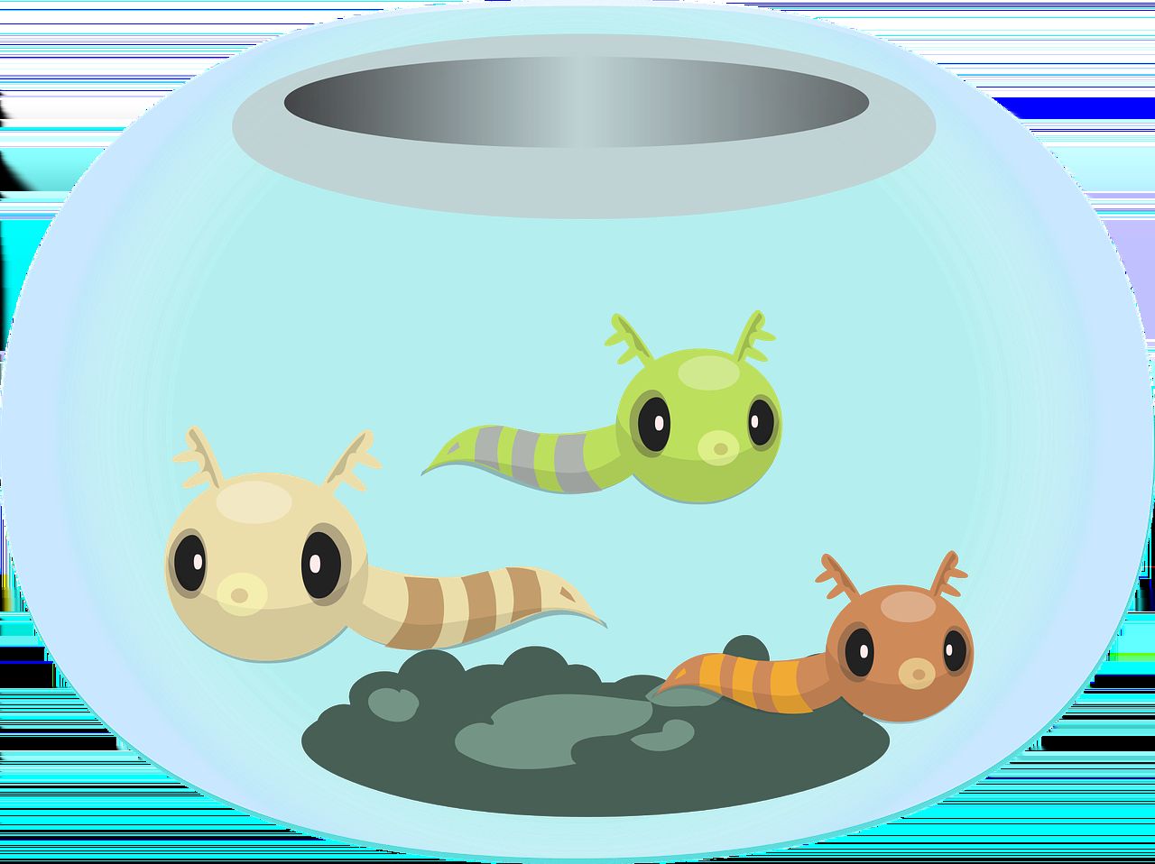 金龍魚知識（金龍魚科普知識） 金龍魚知識（金龍魚科普知識） 觀賞魚百科