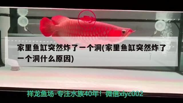 家里魚缸突然炸了一個洞(家里魚缸突然炸了一個洞什么原因) 家里魚缸突然炸了一個洞(家里魚缸突然炸了一個洞什么原因) 觀賞魚百科