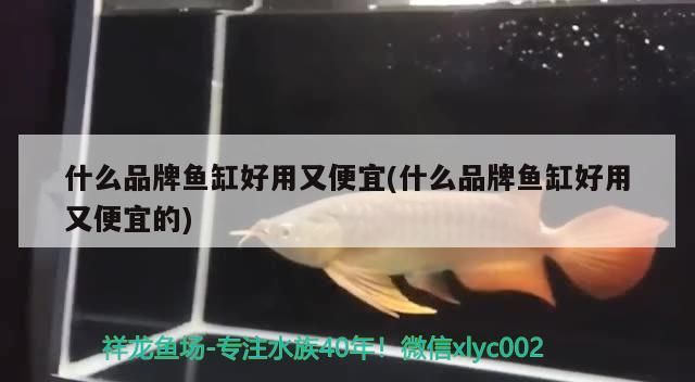 什么品牌魚缸好用又便宜(什么品牌魚缸好用又便宜的)