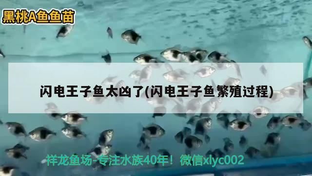 閃電王子魚太兇了(閃電王子魚繁殖過程) 閃電王子魚太兇了(閃電王子魚繁殖過程) 觀賞魚百科