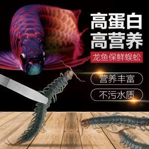 詳細閱讀:仟湖龍魚飼料喂錦鯉(仟湖龍魚飼料與專為錦鯉設計的飼料有哪些優缺點) 仟湖龍魚飼料喂錦鯉(仟湖龍魚飼料與專為錦鯉設計的飼料有哪些優缺點)