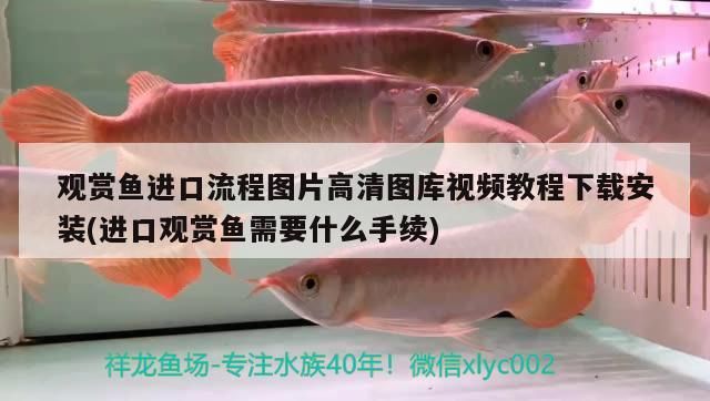 觀賞魚進(jìn)口流程圖片高清圖庫(kù)視頻教程下載安裝(進(jìn)口觀賞魚需要什么手續(xù))