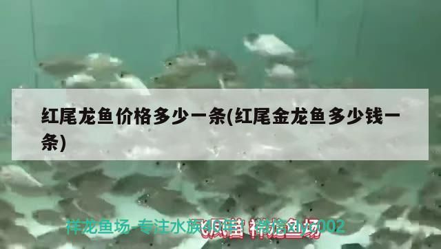 飼料 紅尾龍魚價格多少一條(紅尾金龍魚多少錢一條) 觀賞魚百科 紅尾龍魚價格多少一條(紅尾金龍魚多少錢一條) 紅尾龍魚價格多少一條(紅尾金龍魚多少錢一條) 觀賞魚百科