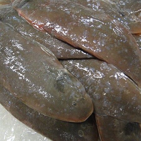 真正的龍利魚圖片