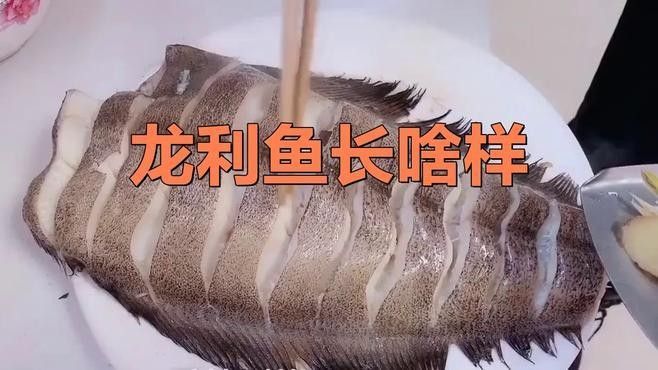 真正的龍利魚圖片