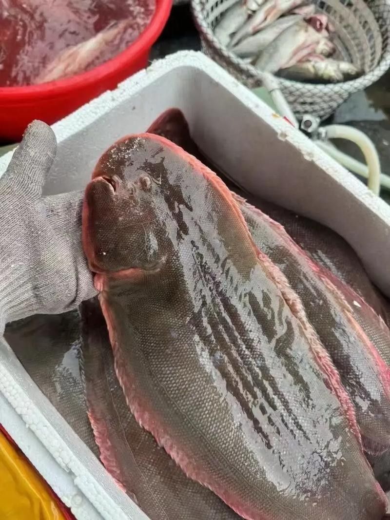 龍魚(yú)做檢疫過(guò)程中喂食嗎：龍魚(yú)在檢疫期間如何觀察健康，龍魚(yú)檢疫后恢復(fù)喂食指南 龍魚(yú)做檢疫過(guò)程中喂食嗎：龍魚(yú)在檢疫期間如何觀察健康，龍魚(yú)檢疫后恢復(fù)喂食指南 龍魚(yú)百科 第2張