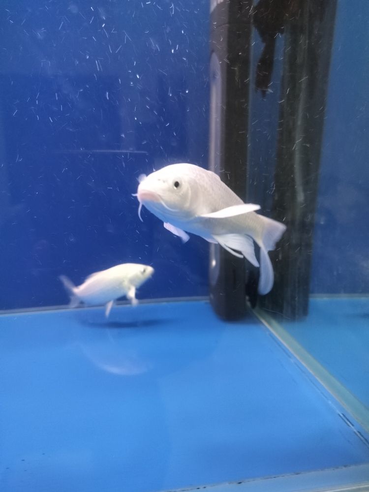 今天新請的白貴妃，第一次養(yǎng)，歡迎支招！ 今天新請的白貴妃，第一次養(yǎng)，歡迎支招！ 龍魚論壇 第1張