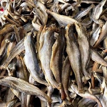 四川龍魚 四川龍魚 觀賞魚百科