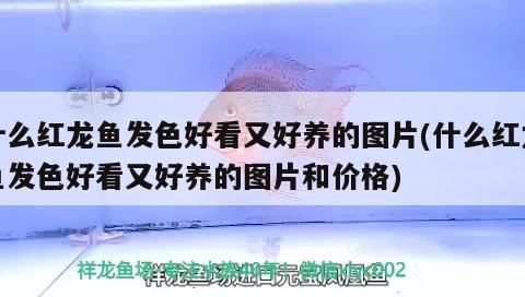 什么紅龍魚發色好看又好養的圖片(什么紅龍魚發色好看又好養的圖片和價格)