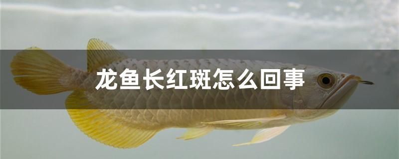 給大魚缸換水的作文:體驗給大魚缸換水的樂趣:體驗給大魚缸換水:給大魚缸換水的作文 龍魚長紅斑怎么回事 觀賞魚百科 龍魚長紅斑怎么回事 龍魚長紅斑怎么回事 觀賞魚百科