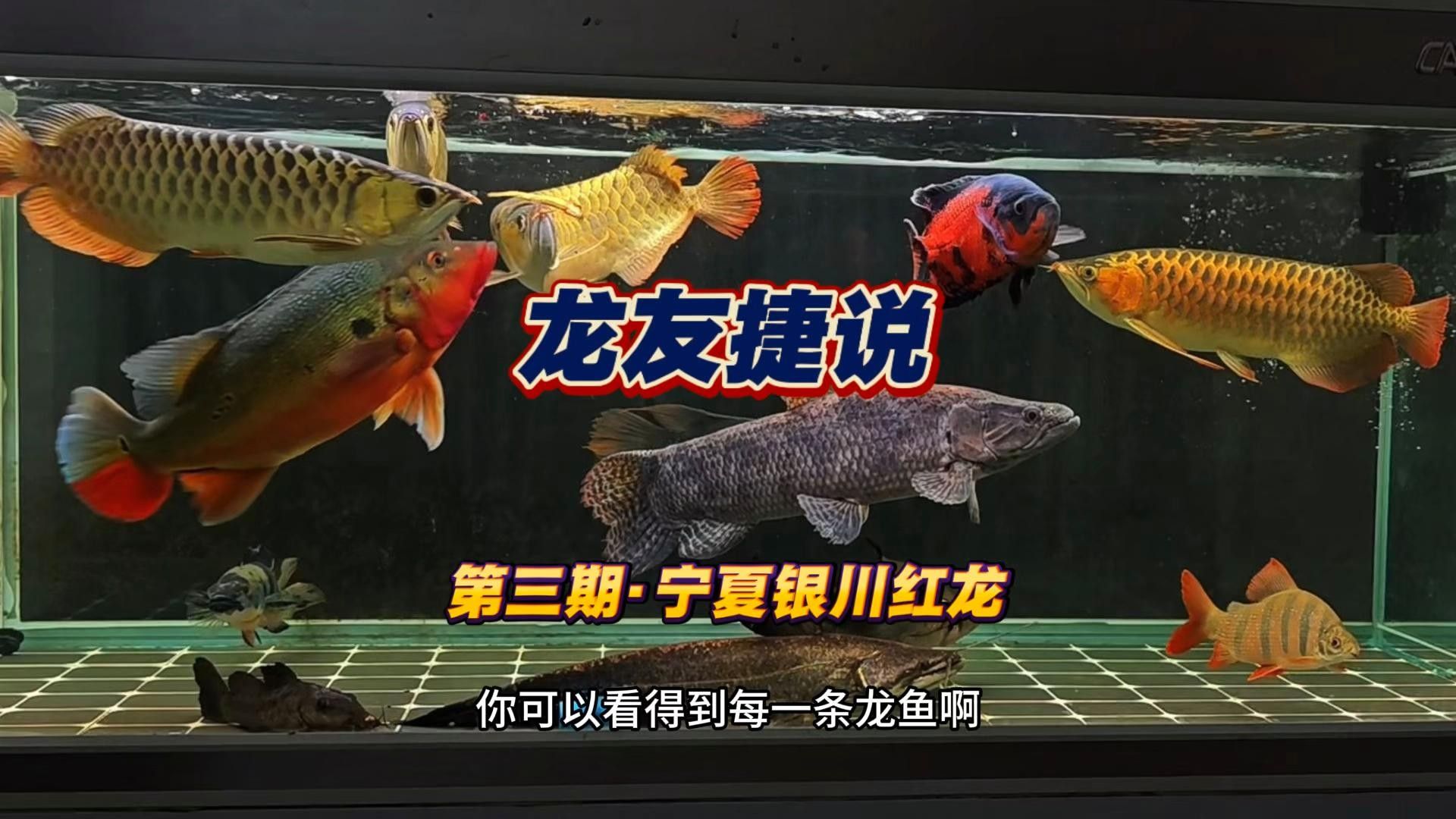 志丹紅龍魚 志丹紅龍魚 觀賞魚百科 第7張