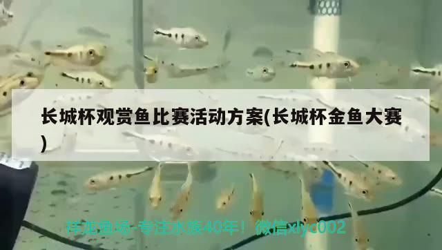 長城杯觀賞魚比賽活動方案(長城杯金魚大賽) 長城杯觀賞魚比賽活動方案(長城杯金魚大賽) 觀賞魚百科