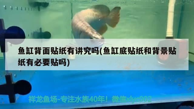 什么魚能和龍魚、虎魚混養(龍魚能和虎魚混養嗎) 魚缸背面貼紙有講究嗎(魚缸底貼紙和背景貼紙有必要貼嗎) 觀賞魚百科 魚缸背面貼紙有講究嗎(魚缸底貼紙和背景貼紙有必要貼嗎) 魚缸背面貼紙有講究嗎(魚缸底貼紙和背景貼紙有必要貼嗎) 觀賞魚百科