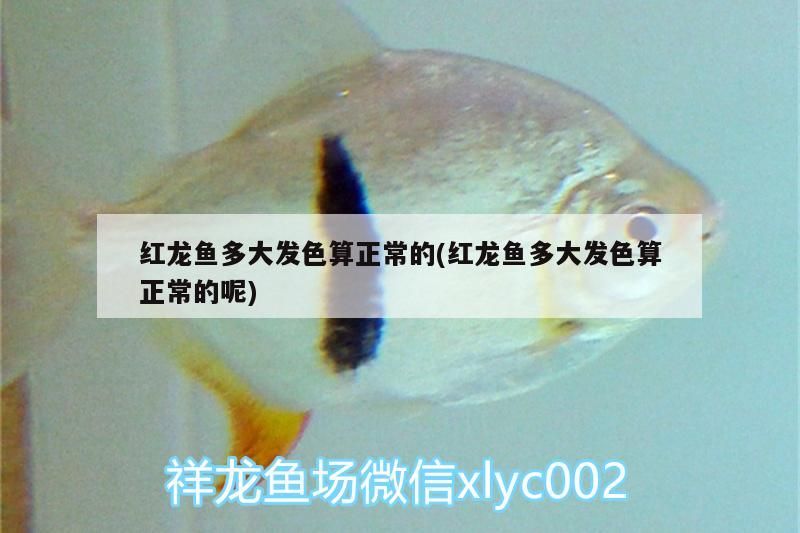 紅龍魚多大發色算正常的(紅龍魚多大發色算正常的呢)