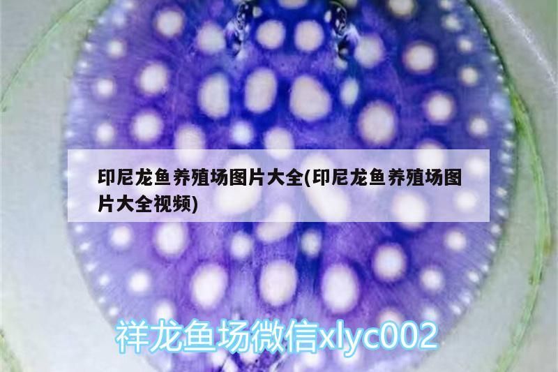 印尼龍魚養殖場圖片大全(印尼龍魚養殖場圖片大全視頻)