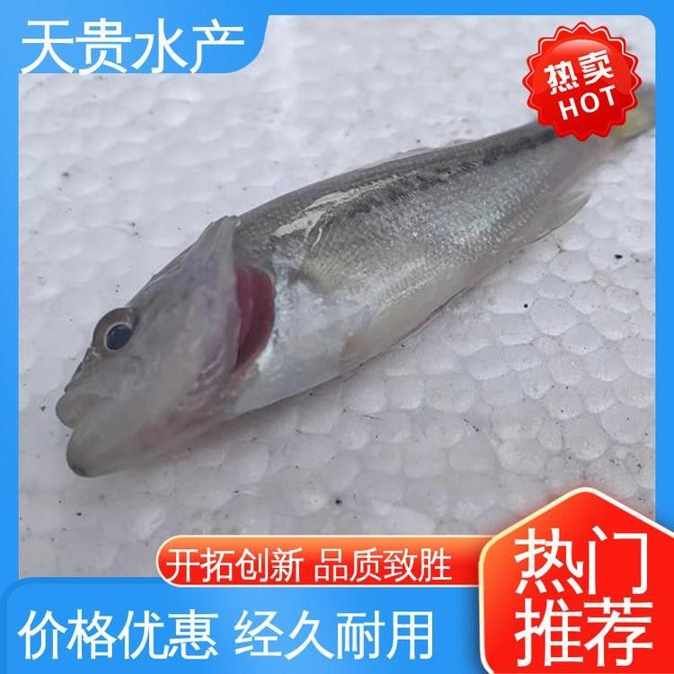 蘇州龍魚 蘇州龍魚 觀賞魚百科 第11張