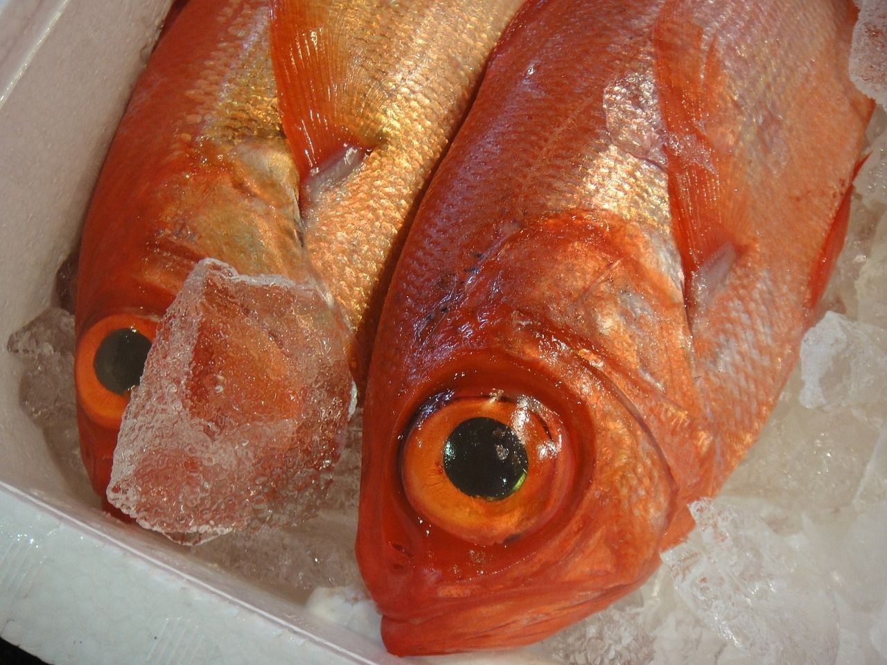 龍魚浮水面不動怎么辦（龍魚漂浮在水面不動不吃食什么原因）